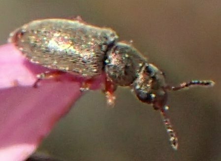 High Resolution Coleoptera(Or) sp019 Animal